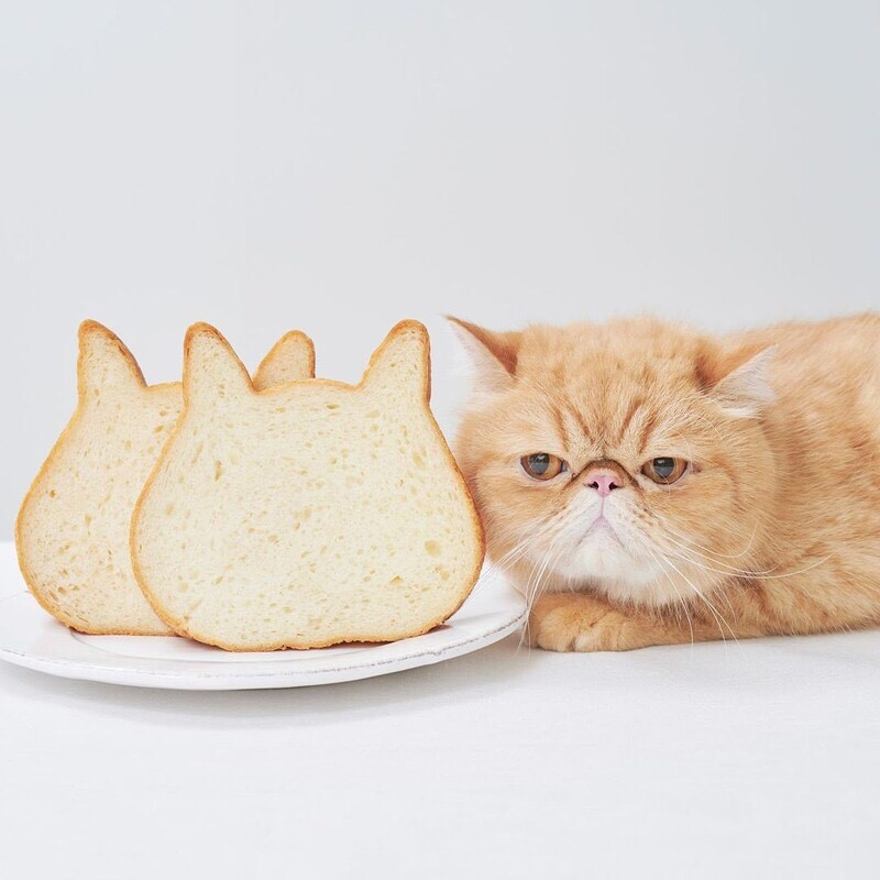 cat toast.jpg (83 KB)